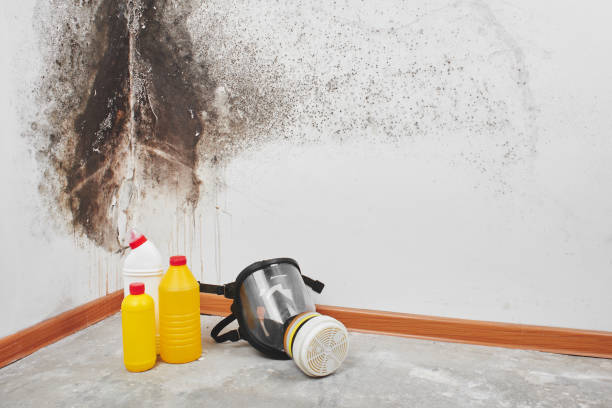 Best Commercial Mold Remediation in Bacliff, TX