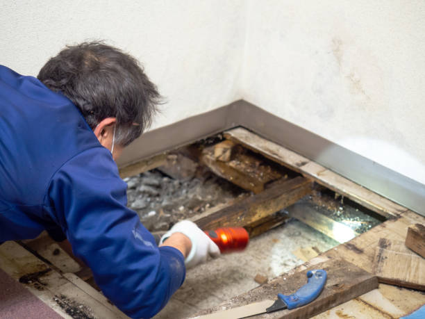 Best Mold Remediation for Schools in Bacliff, TX