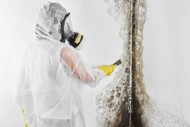 Best Post-Flood Mold Remediation in Bacliff, TX