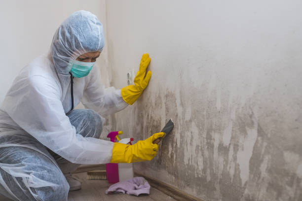 Best Kitchen Mold Remediation in Bacliff, TX