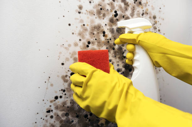 Professional Mold Remediation in Bacliff, TX