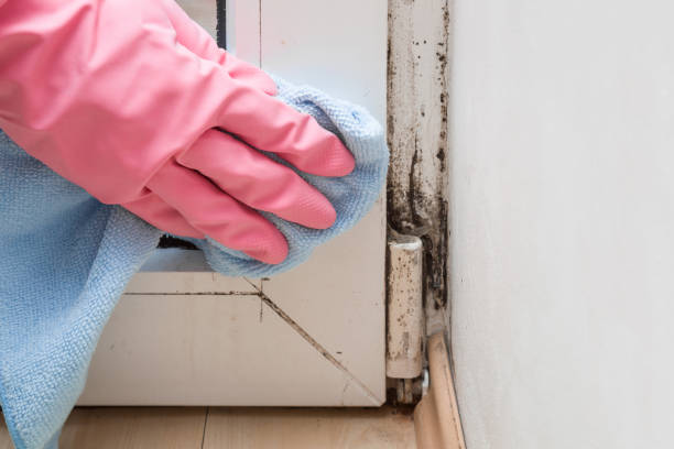 Best Bathroom Mold Remediation in Bacliff, TX