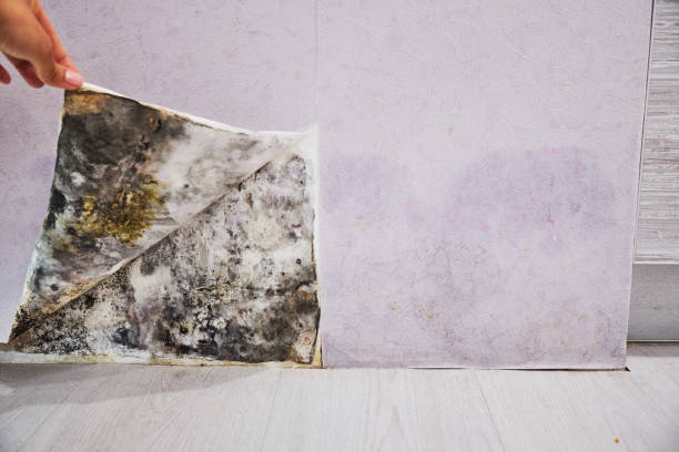 Best Localized Mold Remediation (e.g., coastal areas, humid climates) in Bacliff, TX